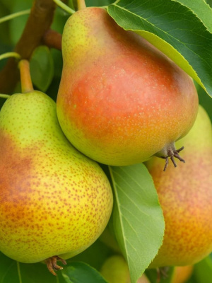 Груша Сказочная купить с доставкой ​Настоящий подарок для садоводов, стремящихся наполнить свой сад яркими и сочными плодами. Этот сорт отличается ароматными и сладкими плодами, которые притягивают взгляд своим золотистым оттенком с румяным бочком. 