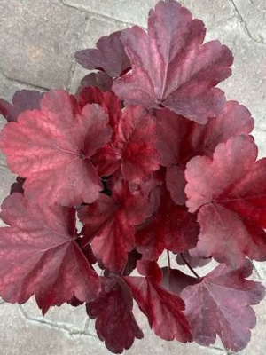 Гейхера Роял Руби (Royal Ruby) купить с доставкой Гейхера Роял Руби (Royal Ruby)