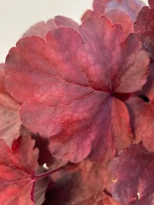 Гейхера Роял Руби (Royal Ruby) купить с доставкой Гейхера Роял Руби (Royal Ruby)