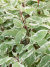 Дерен Сибирика Вариегата (SIBIRICA VARIEGATA) купить с доставкой