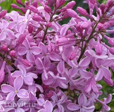 Сирень Бюффон (Buffon) купить с доставкой Французский сорт Бюффон зацветает одним из первых, а вот отцветает последним. Куст похож на розовое облако с восхитительным ароматом!