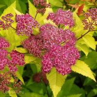 Спирея Голдфлейм (Goldflame)