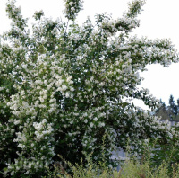 Чубушник Воздушный десант