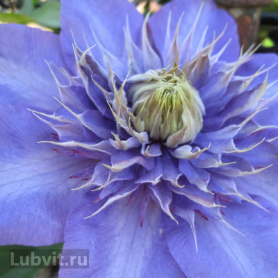 Клематис Блю Эксплоужен (Blue Explosion) купить с доставкой переводится как “Голубой взрыв”