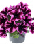 Петуния вегетативная Космик Пинк (Go! Tunia Cosmic Pink) купить с доставкой