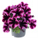 Петуния вегетативная Космик Пинк (Go! Tunia Cosmic Pink) купить с доставкой Петуния вегетативная Космик Пинк (Go! Tunia Cosmic Pink) купить с доставкой