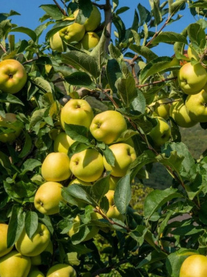Яблоня Дачное купить с доставкой настоящая находка для тех, кто мечтает о вкусных яблоках с минимальными хлопотами! Этот неприхотливый сорт покоряет своей щедростью и отменным вкусом плодов. Когда видишь дерево, усыпанное яркими желто-красными яблоками, так и хочется протянуть руку за спелым плодом! Сочная мякоть с ароматом летних садов и медовыми нотками просто тает во рту. Дачное относится к раннеосенним сортам, поэтому радует урожаем, когда летние яблоки уже отошли, а зимние еще не созрели. Что особенно ценно яблоки не только вкусны в свежем виде, но и великолепно подходят для переработки. Варенье, компоты, соки из Дачного получаются насыщенными, с ярким ароматом и вкусом настоящих садовых яблок.