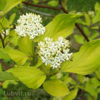 Дерен Ауреа (Aurea)