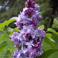 Сирень Надежда