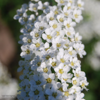 Спирея Грефшейм (Grefsheim)