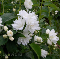 Чубушник Комсомолец