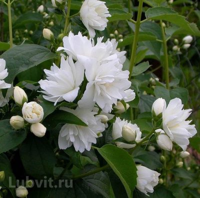 Чубушник Комсомолец купить с доставкой Популярность его велика из–за божественных белоснежных цветков с едва уловимым незабываемым ароматом. Во время цветения кусты Комсомольца чарующе хороши!