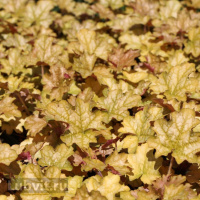 Гейхера Джинджер Эль (Ginger Ale)