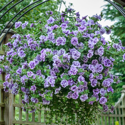 Петуния вегетативная Тумбелина Присцилла Про (Tumbelina Priscilla) купить с доставкой Tumbelina Series уникальная сортосерия петунии, известная роскошными махровыми соцветиями нежнолавандового цвета