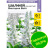 Шалфей Виктория Вайт мучнистый [Семена алтая] купить с доставкой - Шалфей Виктория Вайт мучнистый [Семена алтая] купить с доставкой