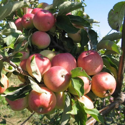 Яблоня Грушовка московская купить с доставкой Яблоня Грушовка Московская происходит родом из Тульской губернии, сорт 18 века. Мякоть яблок напоминает грушу, имеет превосходный, насыщенный аромат. Представляет интерес для садоводов-любителей, ценящих традиционный вкус яблок из детства.