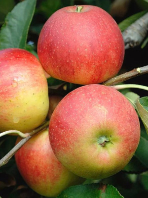 Яблоня Приземленное купить с доставкой ​Замечательный сорт, известный своими компактными размерами и высокой дегустационной оценкой плодов.