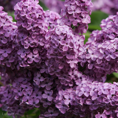 Сирень Мечта купить с доставкой входит в семёрку лучших сортов Мировой коллекции, принадлежащих к голубоватым сиреням III группы