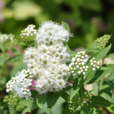 Спирея Альбифлора (Albiflora) купить с доставкой красивый небольшой кустарник с белыми шапками нарядных цветочков, чрезвычайно похожих на ажурные облачка