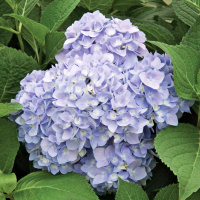 Гортензия Бесконечное лето (Endless Summer The Original) крупнолистная