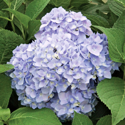 Гортензия Бесконечное лето (Endless Summer The Original) крупнолистная купить с доставкой Крупнолистная гортензия Бесконечное Лето компактный кустарник, достигающий 1,5 м в высоту и 2 м в ширину