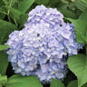 Гортензия Бесконечное лето (Endless Summer The Original) крупнолистная