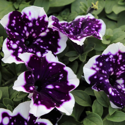 Петуния вегетативная Глейсер Скай (Glacier Sky) купить с доставкой или «Ледяное небо» уникальный сорт ампельной петунии, ставший настоящей сенсацией среди цветоводов и садоводов