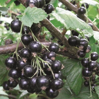 Смородина Селеченская купить с доставкой ​Селеченская черная смородина выведена в 1993 году. Этот сорт проверен временем очень любим садоводами. Несмотря на требовательность в уходе, куст можно выращивать в разных климатических условиях. Черная ягоды ценятся за богатый вкус, а также содержат много витаминов и микроэлементов.