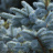 Ель Голубая (f.Glauca) купить с доставкой - Ель Голубая (f.Glauca) купить с доставкой