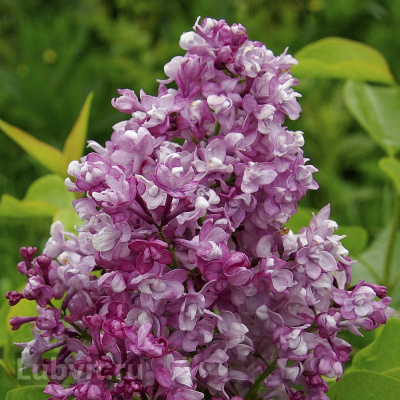 Сирень Изобилие купить с доставкой оправдывает свое название удивительно пышным цветением