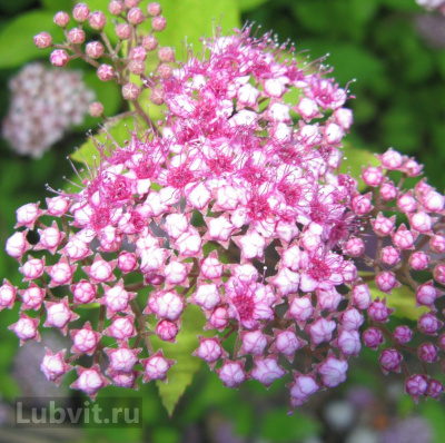 Спирея Литтл Принцесс (Little Princess) купить с доставкой невысокий и очень плотный куст весь укрыт нежно–розовыми соцветиями, которые превращают его в ажурный шедевр. Кустарник необыкновенно хорош во время цветения