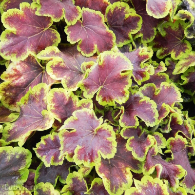 Гейхерелла Солар Эклипс (Solar eclipse) купить с доставкой потрясающая редкость