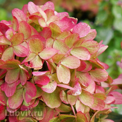 Гортензия Граффити (Graffiti) метельчатая купить с доставкой Гортензия Graffiti новый сорт, выпущенный на рынок в 2019 г. Кустарник – хамелеон с цветами необыкновенного оттенка!