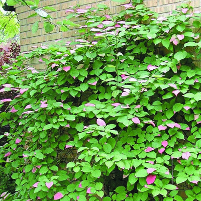 Актинидия Сладкая палочка купить с доставкой быстрорастущая плодоносящая лиана, женская особь