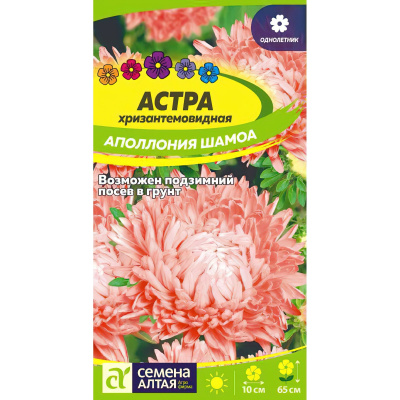 Астра Аполлония Шамоа [Семена алтая] купить с доставкой хризантемовидная астра, сочетающая в себе необычайное изящество и элегантность окраски