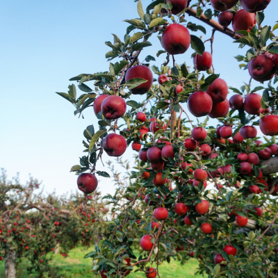 Яблоня Лобо купить с доставкой Прекрасный сорт, выведенный в Канаде, имеющий массу преимуществ. Вкусные, сочные, крупные плоды расположены на невысоком дереве. Обильная урожайность будет радовать садоводов каждый год, а неприхотливость в выращивании и уходе позволит вырастить эту яблоню даже новичкам.