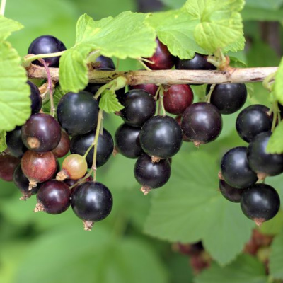 Смородина Ядреная купить с доставкой Смородина Ядреная — это мощь вкуса и аромата, заключённая в каждой ягоде. Этот сорт выделяется своими крупными, блестящими плодами, которые поражают насыщенностью цвета и богатством полезных веществ. Ягоды универсальны: они подходят для свежего потребления, приготовления варенья, компотов и сока. «Ядреная» радует садоводов не только вкусом, но и высокой урожайностью, что делает её незаменимой для каждого участка.