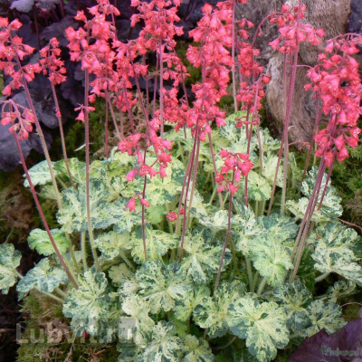 Гейхера Дью Дропс (Dew Drops) купить с доставкой уникальный сорт с контрастными пестрыми листьями