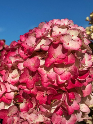 Гортензия Самарская Лидия (Rensam, Framboisine) метельчатая купить с доставкой Главное достояние российских садоводов – Самарская Лидия. Ее яркая окраска превосходно смотрится как на газонах, так и на клумбах