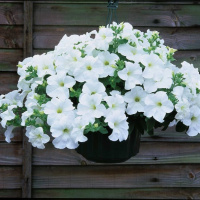 Петуния вегетативная Фанфара Вайт (Fanfare White)