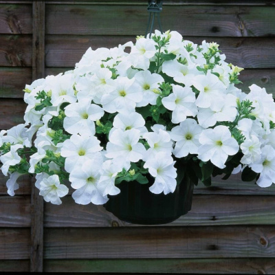 Петуния вегетативная Фанфара Вайт (Fanfare White) купить с доставкой Петуния изумительно нежный и очаровательный сорт, обладатель чрезвычайно крупных, практически гигантских цветов