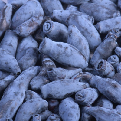 Жимолость Гордость Бакчара купить с доставкой Жимолость «Гордость Бокчар» — это один из лучших сортов жимолости, который завоевал признание садоводов благодаря своим крупным и сочным плодам. Сорт привлекает ранним созреванием и устойчивостью к неблагоприятным погодным условиям.