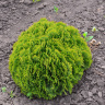 Туя Глобоза Нана (Globosa nana)