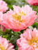 Пион Пинк Гавайан Корал (Pink Hawaiian Coral) купить с доставкой Пион Пинк Гавайан Корал (Pink Hawaiian Coral) купить с доставкой