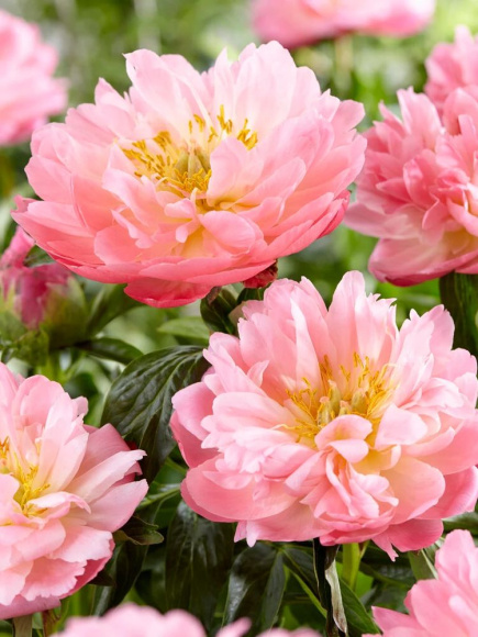 Пион Пинк Гавайан Корал (Pink Hawaiian Coral) купить с доставкой Пион Пинк Гавайан Корал (Pink Hawaiian Coral) купить с доставкой