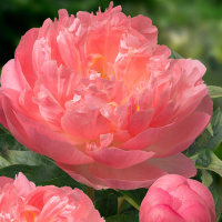 Пион Пинк Гавайан Корал (Pink Hawaiian Coral)