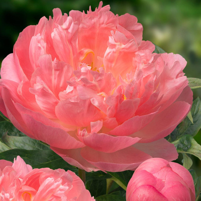 Пион Пинк Гавайан Корал (Pink Hawaiian Coral) купить с доставкой Ощутите вечерний бриз Гавайских островов с пионом Пинк Гавайан Корал. Его нежные цветы идеально дополнят ваш сад