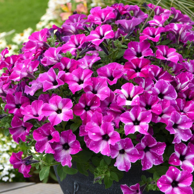 Петуния вегетативная Циркус Скай (Circus sky) купить с доставкой 