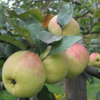 Яблоня Синап северный