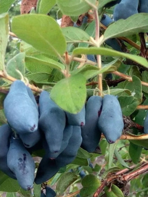 Жимолость Сибирячка купить с доставкой Жимолость Сибирячка — это настоящий символ сибирской стойкости и продуктивности. Этот сорт известен своим ранним созреванием, непритязательностью в уходе и высокой морозостойкостью, что делает её идеальным выбором для регионов с суровыми климатическими условиями.